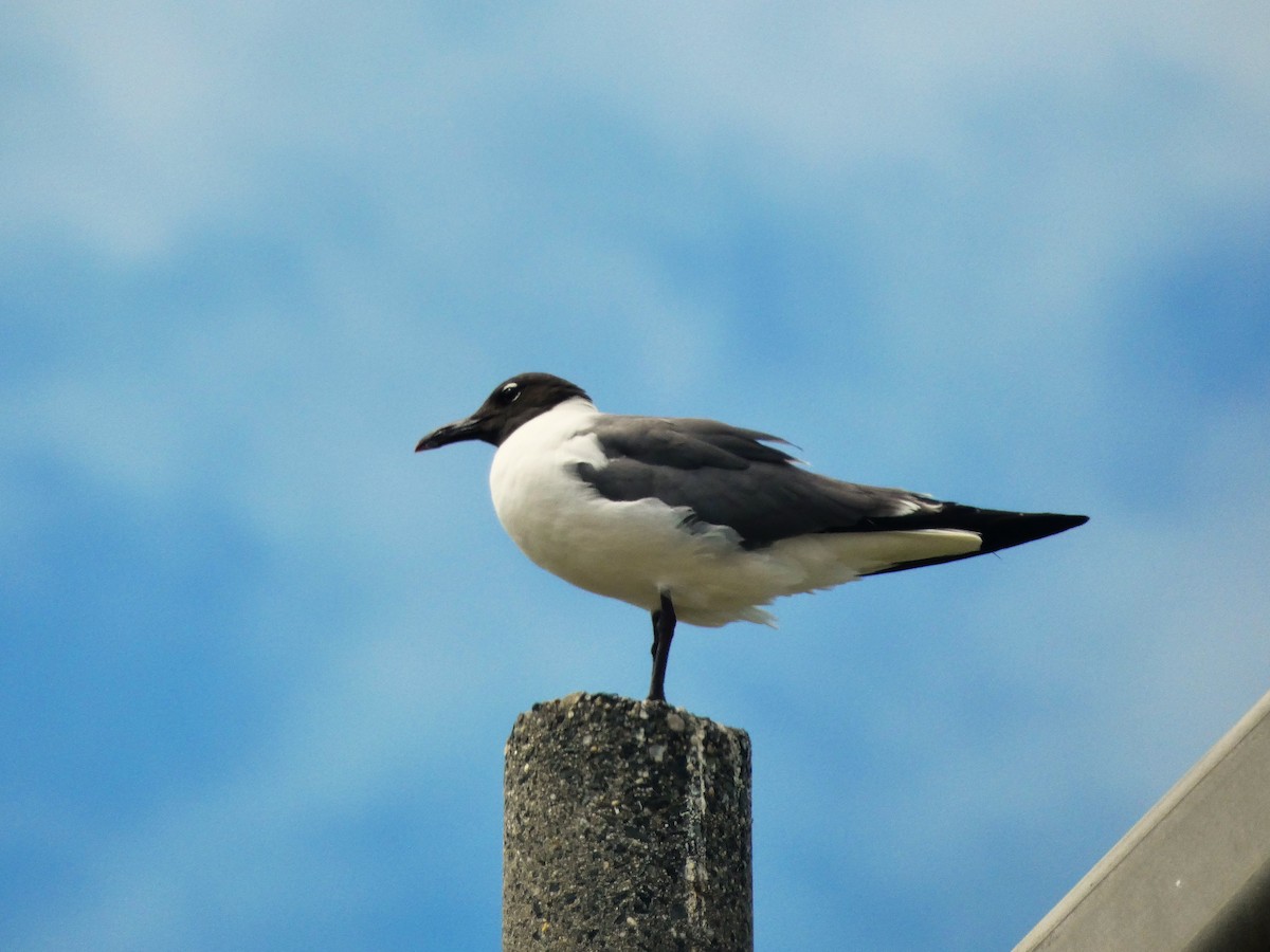 Laughing Gull - ML638545864