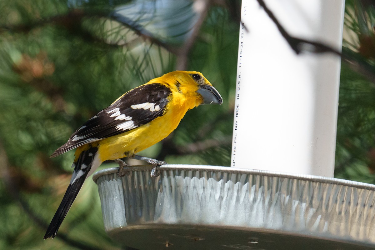 Yellow Grosbeak (Northern) - Linda Chittum