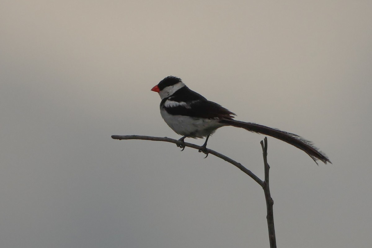 Pin-tailed Whydah - ML638545930