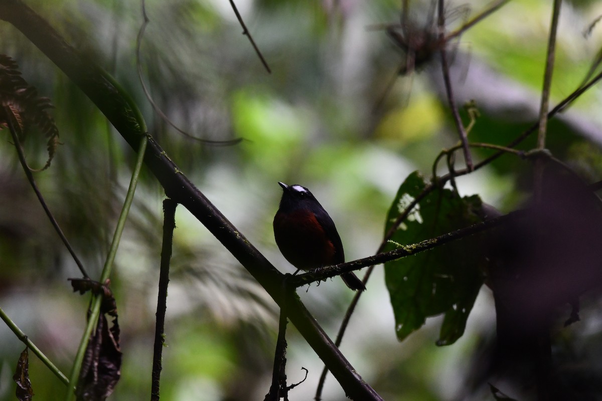Chestnut-bellied Chat-Tyrant - ML638545967