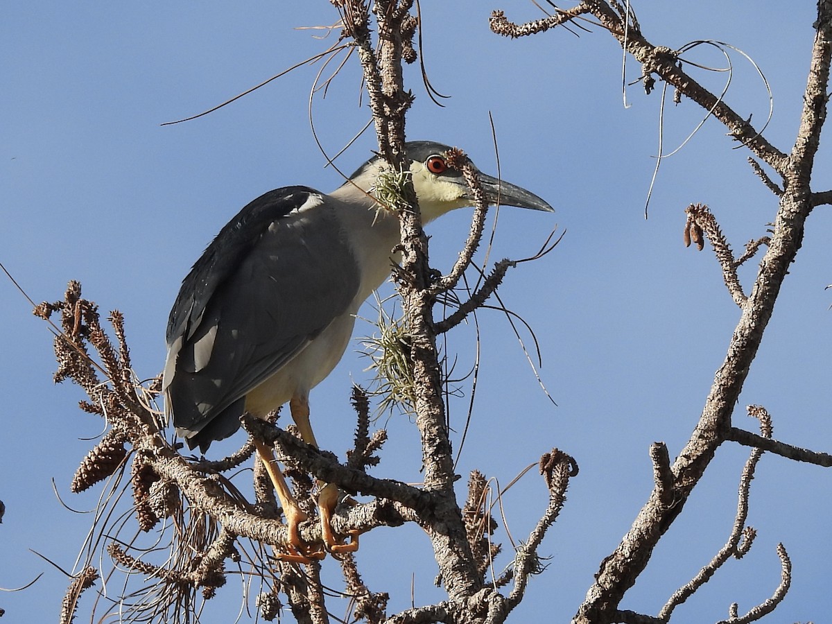 Black-crowned Night Heron - ML638545978