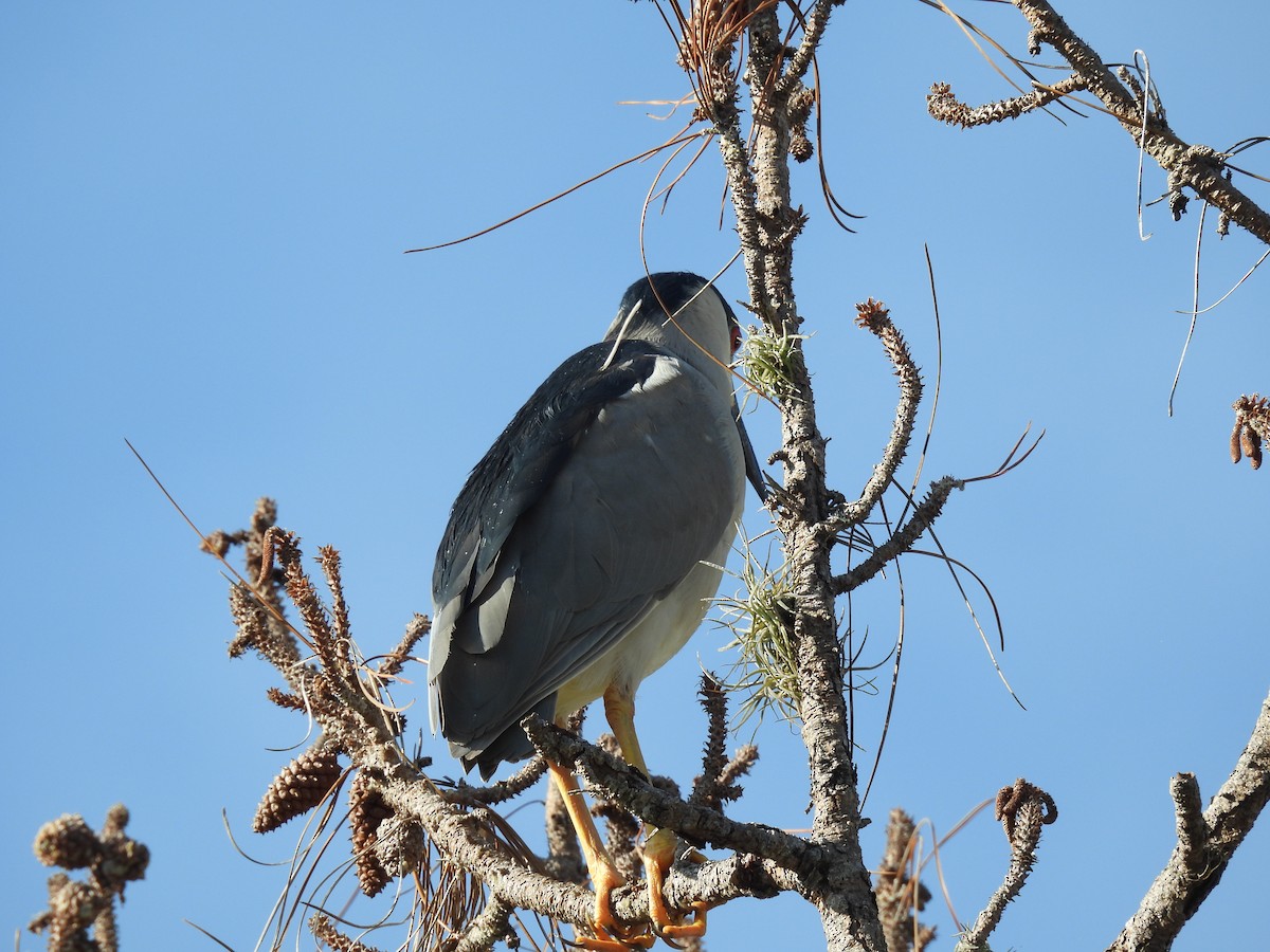 Black-crowned Night Heron - ML638545979