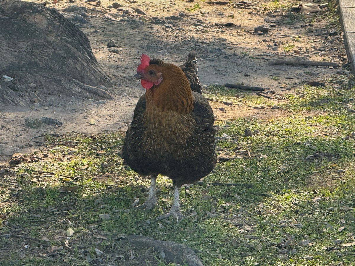 Red Junglefowl - ML638545980