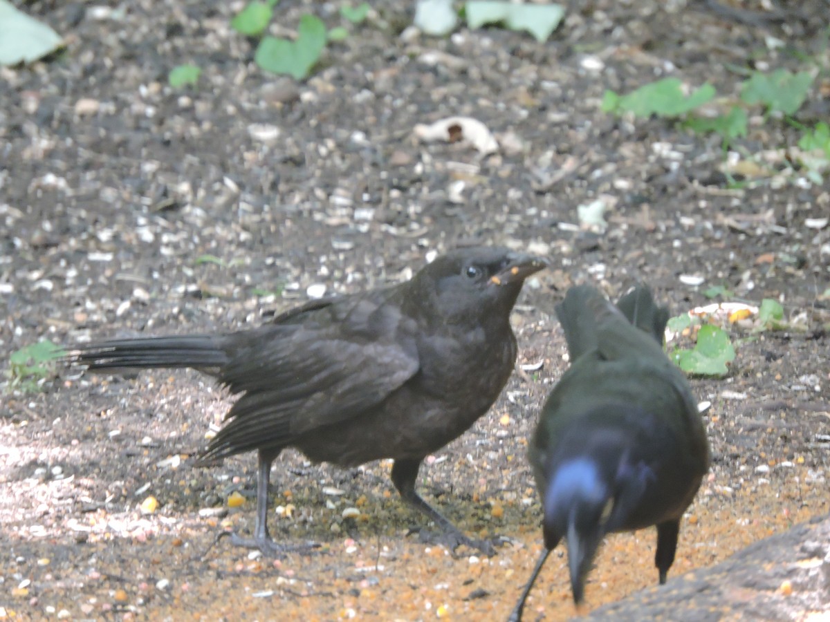 Common Grackle - ML638545993