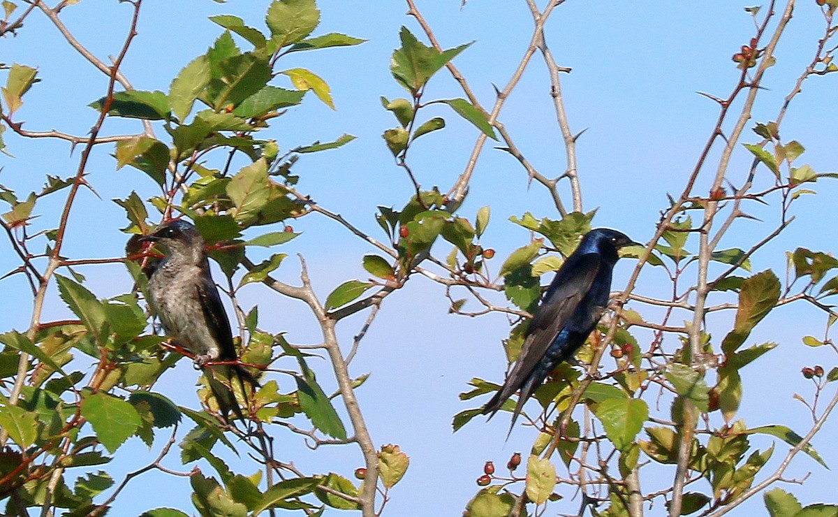 Purple Martin - ML638546010