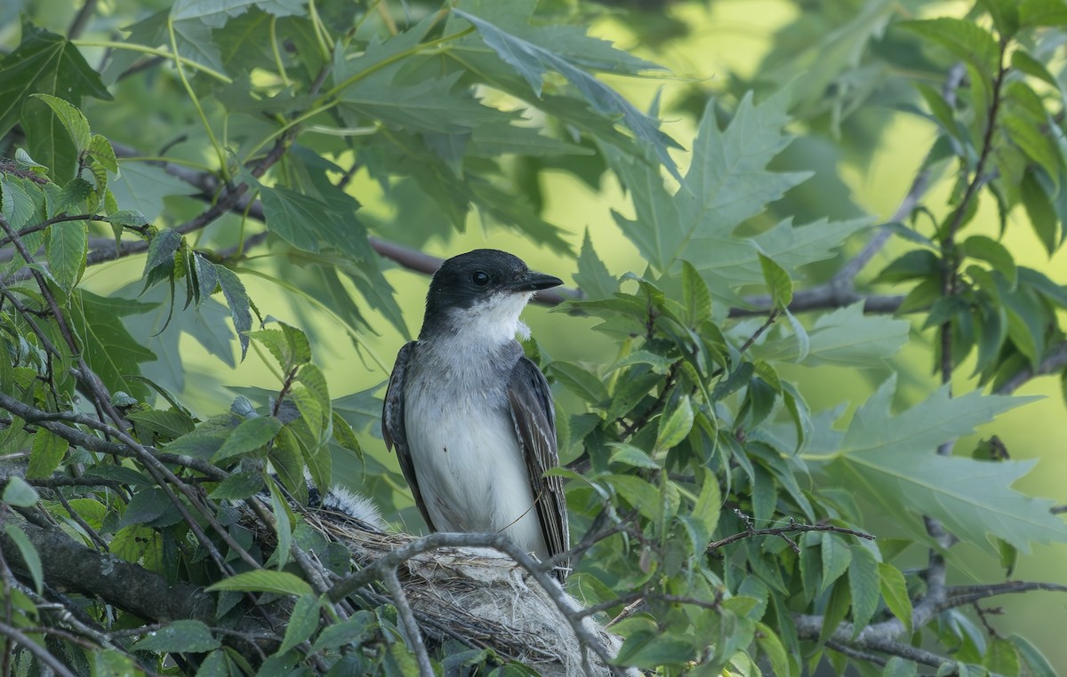Eastern Kingbird - ML638546028