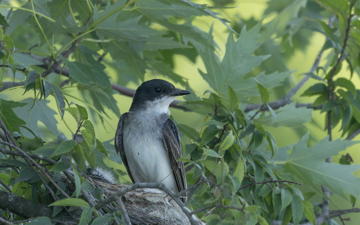Eastern Kingbird - ML638546029