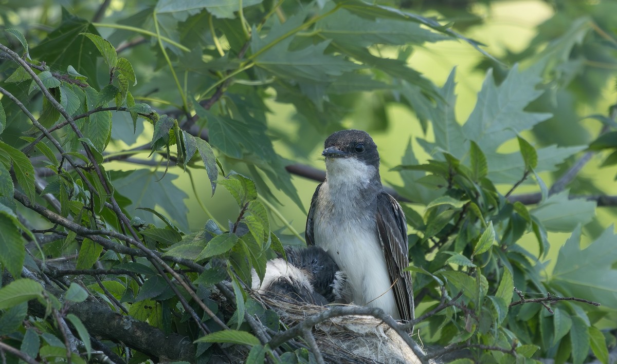 Eastern Kingbird - ML638546031