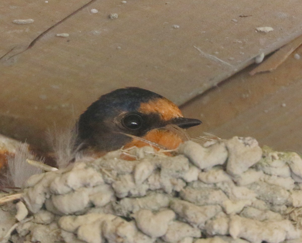 Barn Swallow - ML638546033