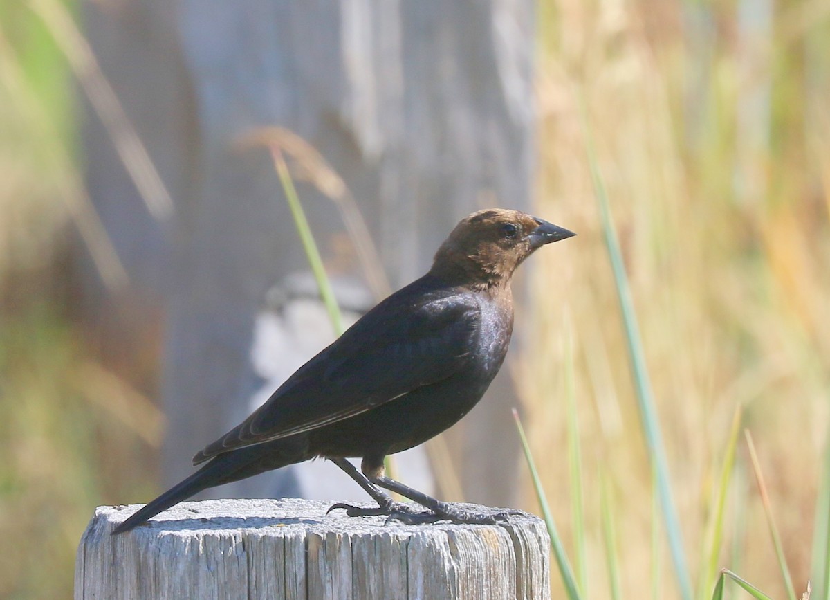 Brown-headed Cowbird - ML638546044