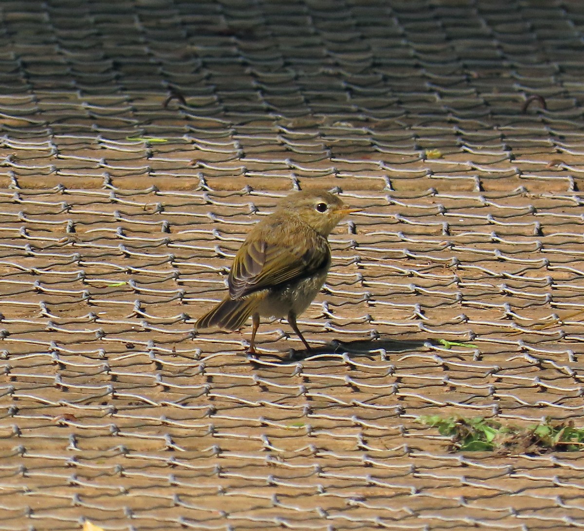 Willow Warbler - ML638546045