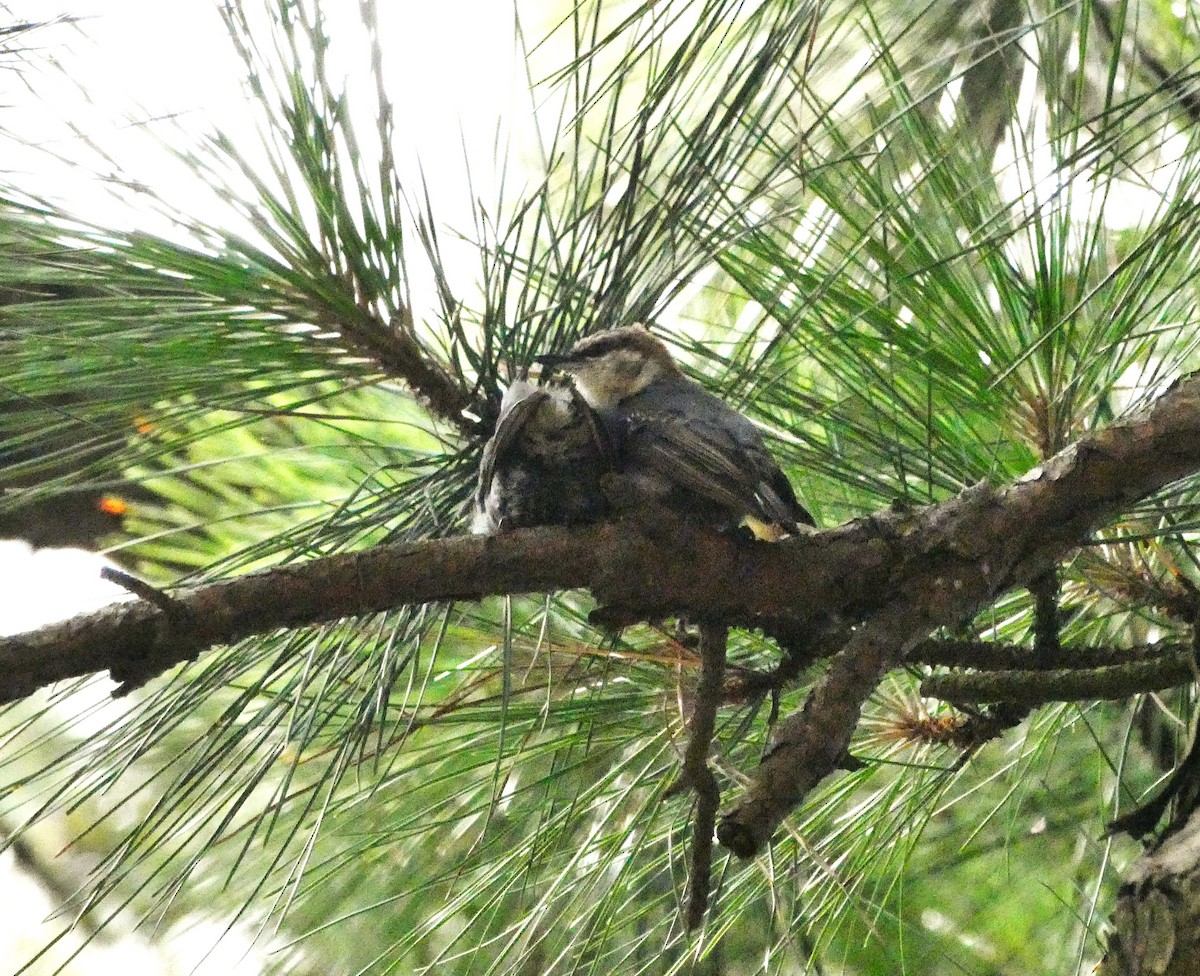 Brown-headed Nuthatch - ML638546056