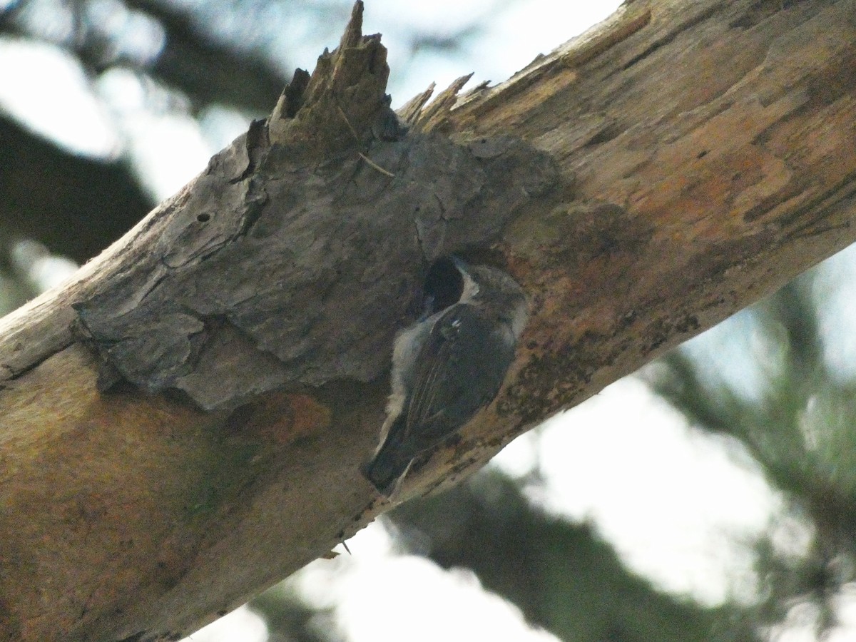 Brown-headed Nuthatch - ML638546057