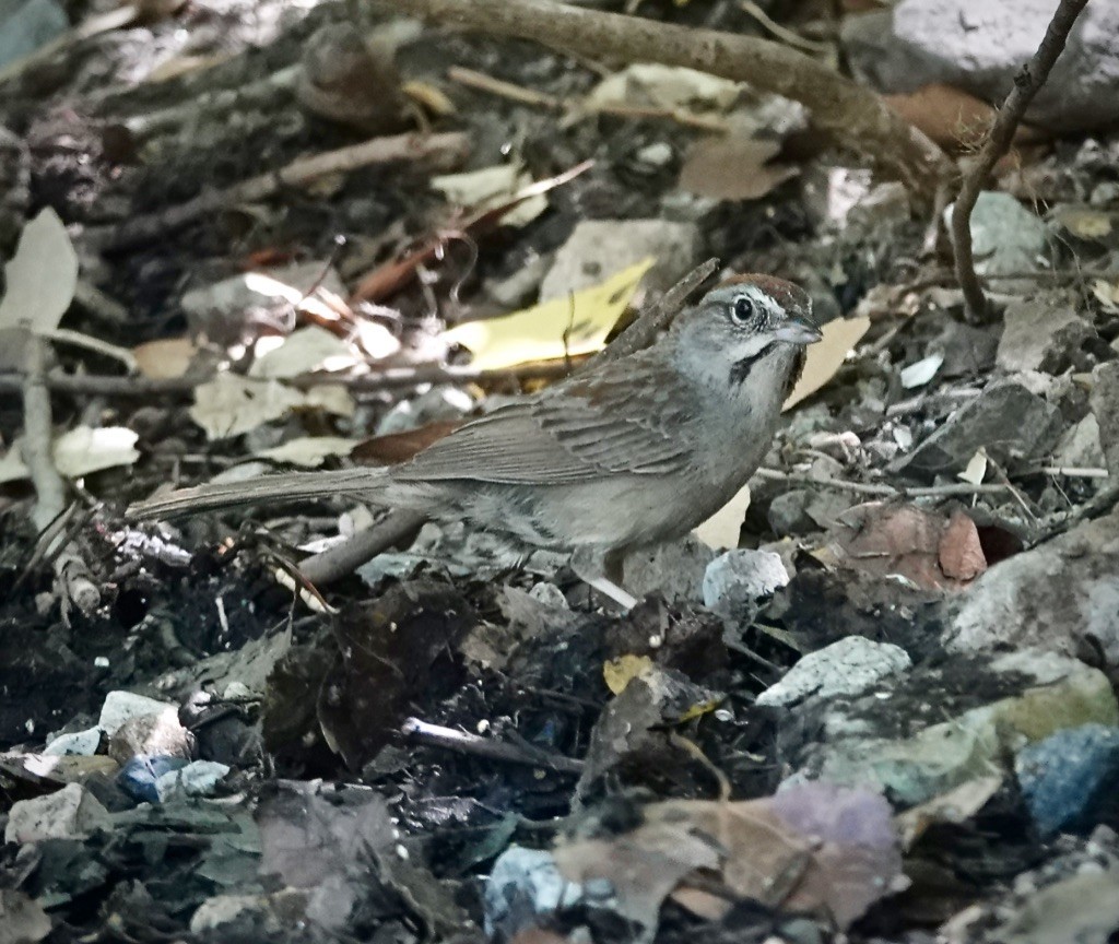 Rufous-crowned Sparrow - ML638546060
