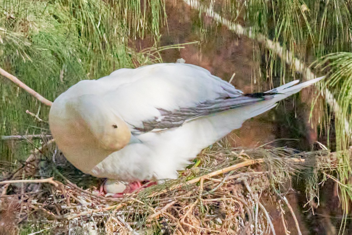 Red-footed Booby - ML638546066