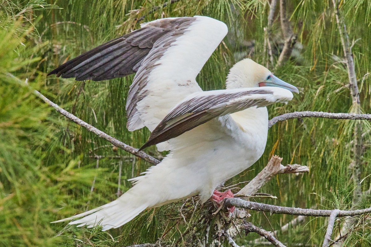 Red-footed Booby - ML638546067