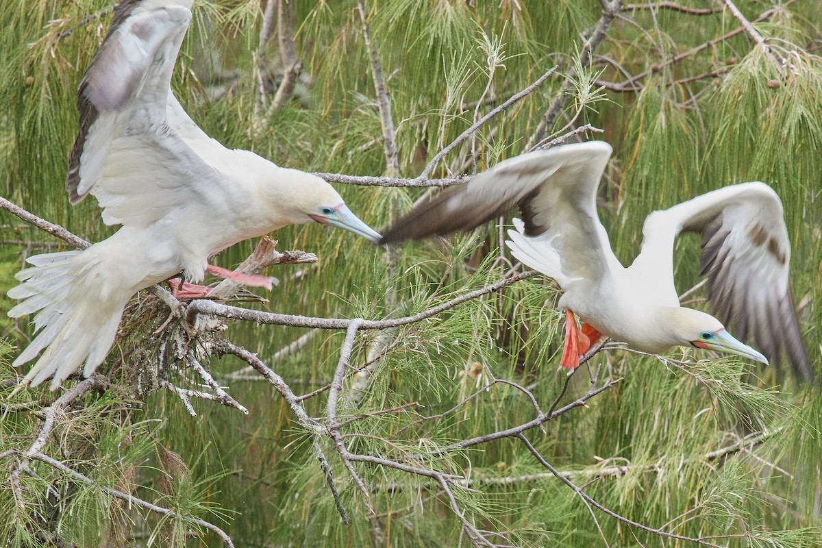 Red-footed Booby - ML638546070
