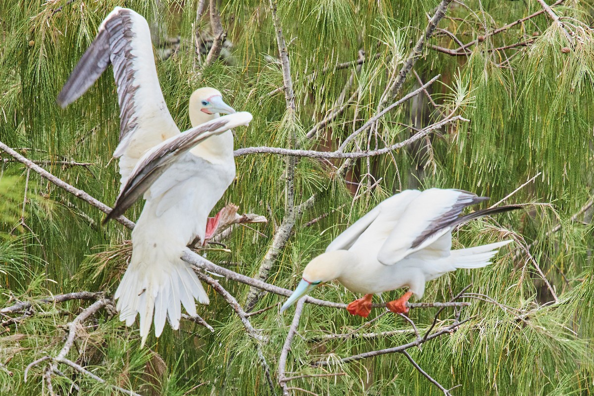 Red-footed Booby - ML638546079
