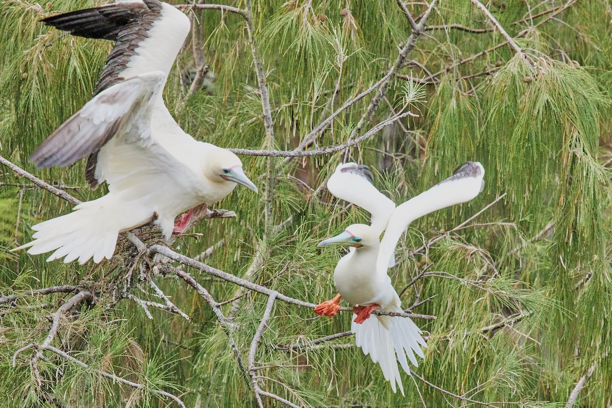 Red-footed Booby - ML638546083
