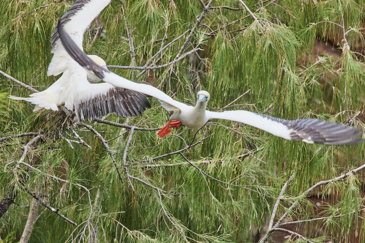 Red-footed Booby - ML638546085