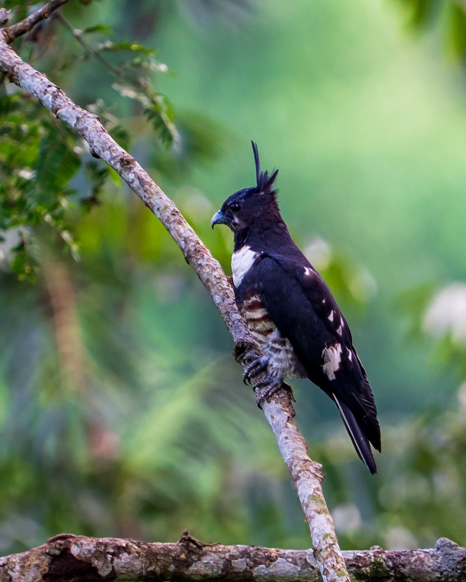 Black Baza - ML638546126