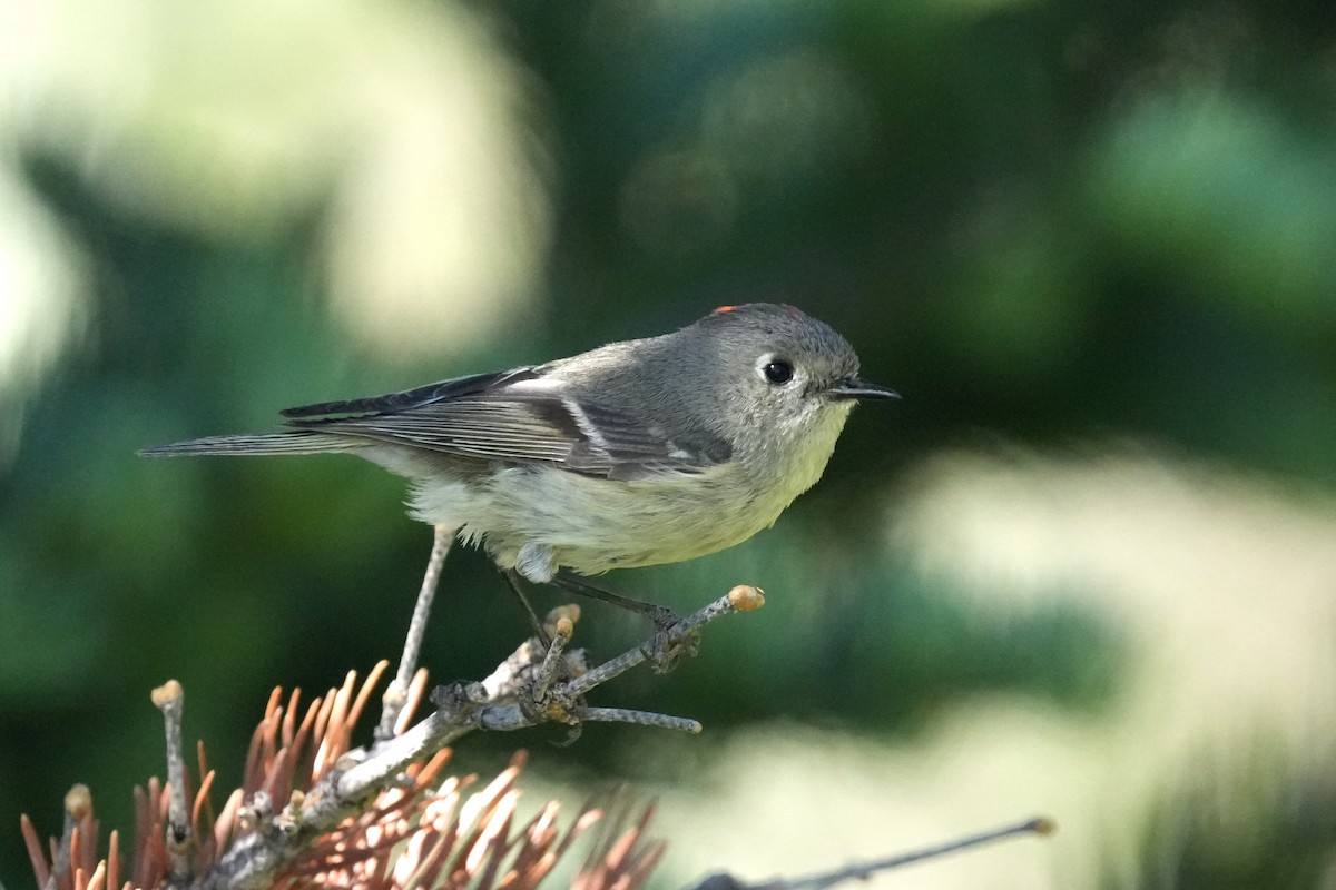 Rubingoldhähnchen - ML638546140