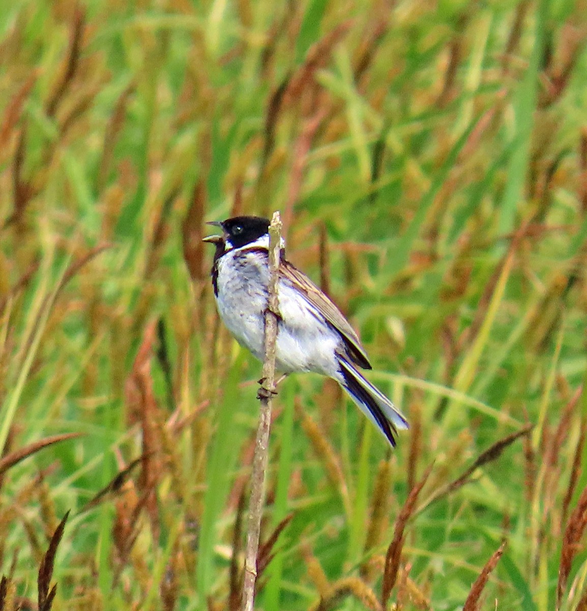 Reed Bunting - ML638546145