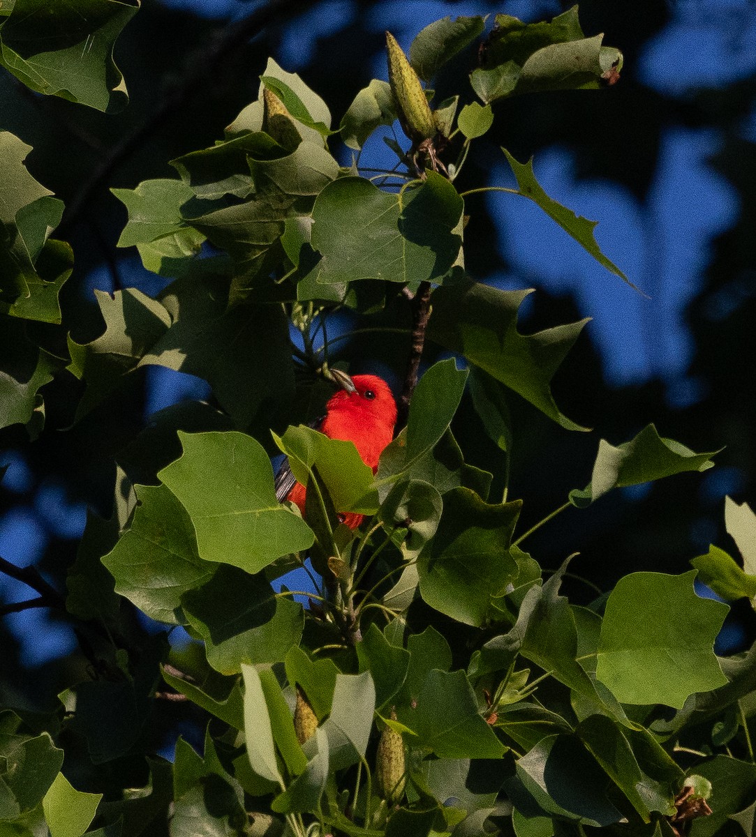 Scarlet Tanager - ML638546157
