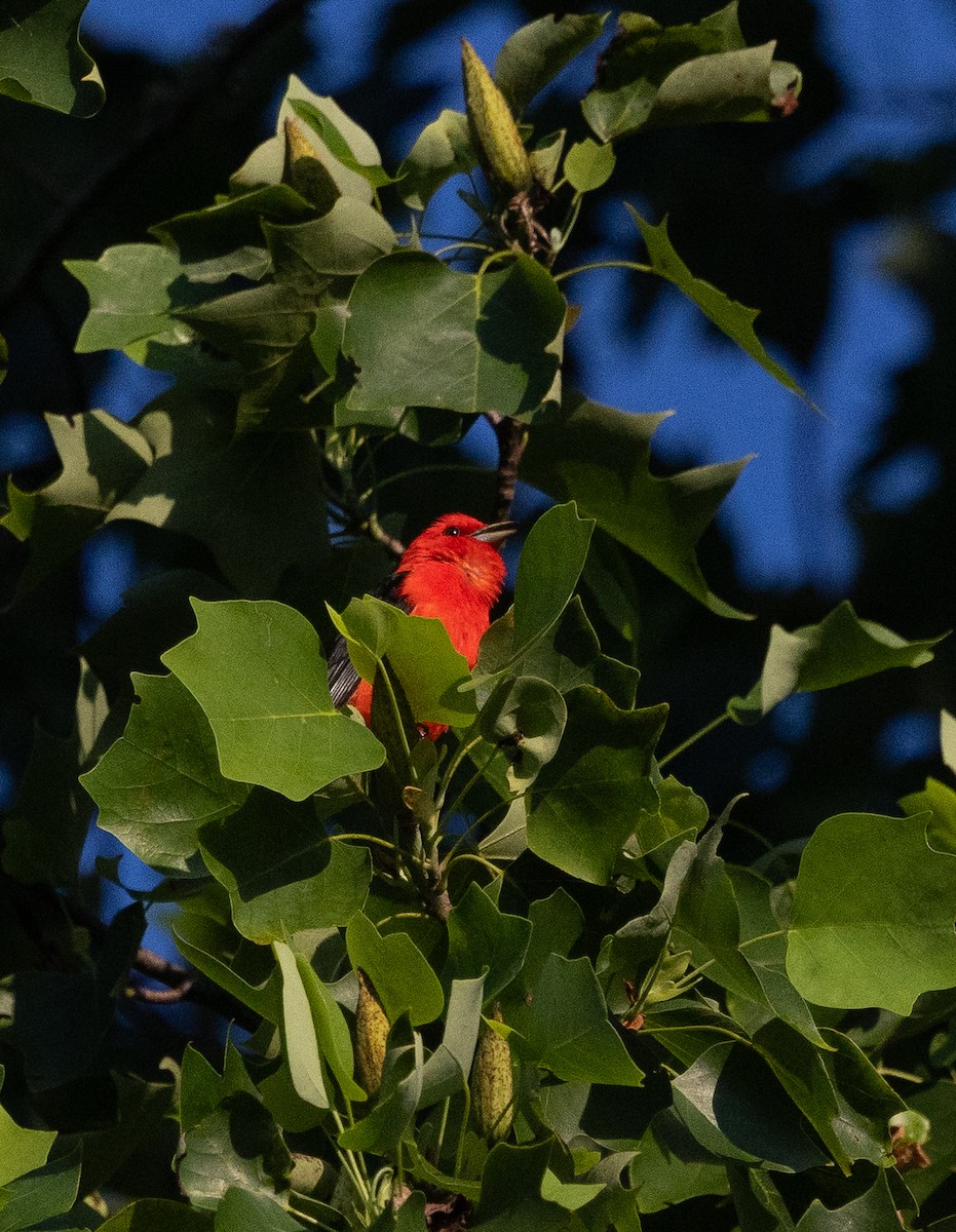Scarlet Tanager - ML638546158