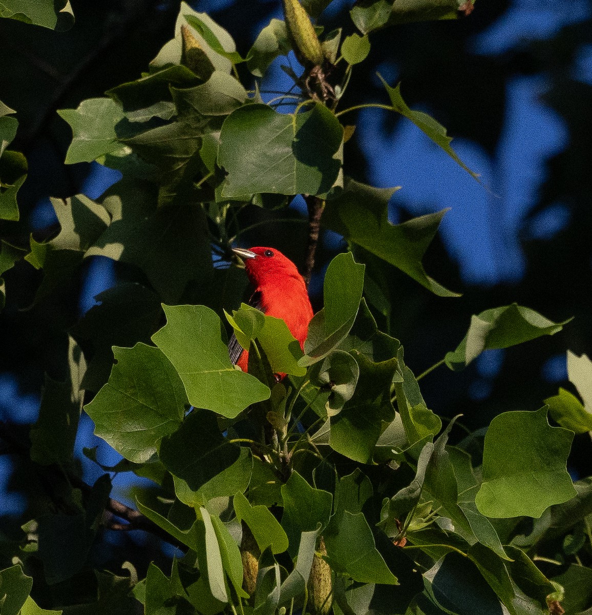 Scarlet Tanager - ML638546159