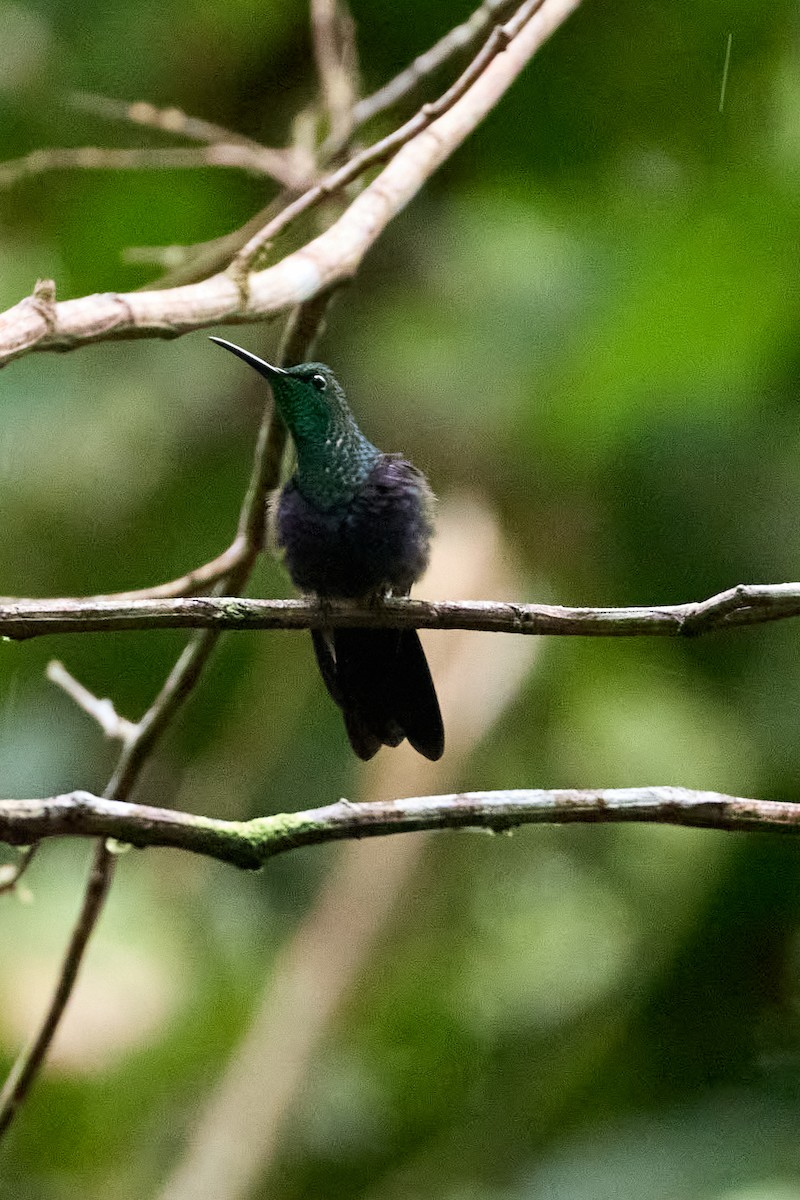 Fork-tailed Woodnymph - ML638546167