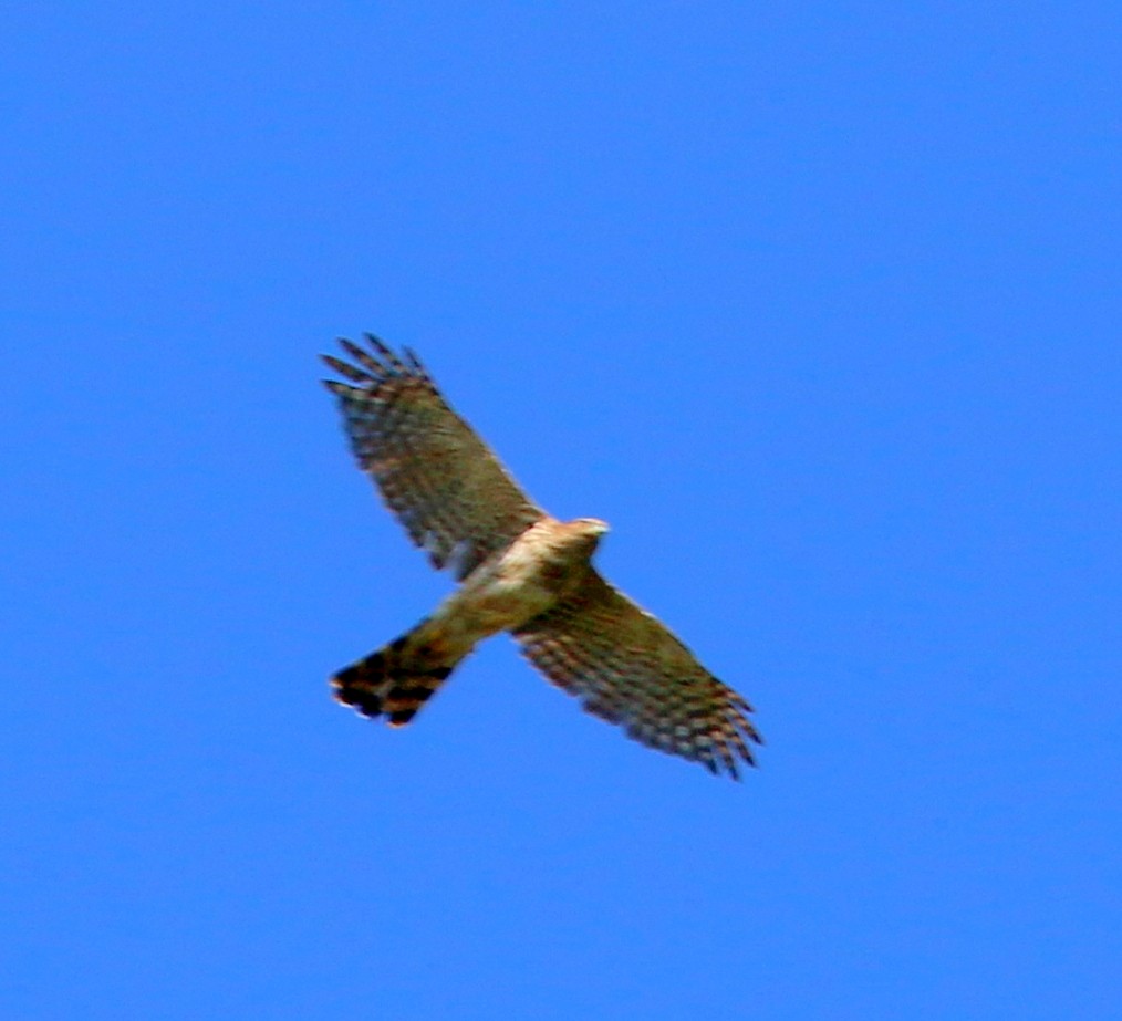 Cooper's Hawk - ML638546178