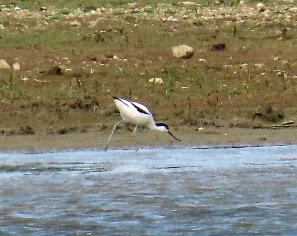 Pied Avocet - ML638546224