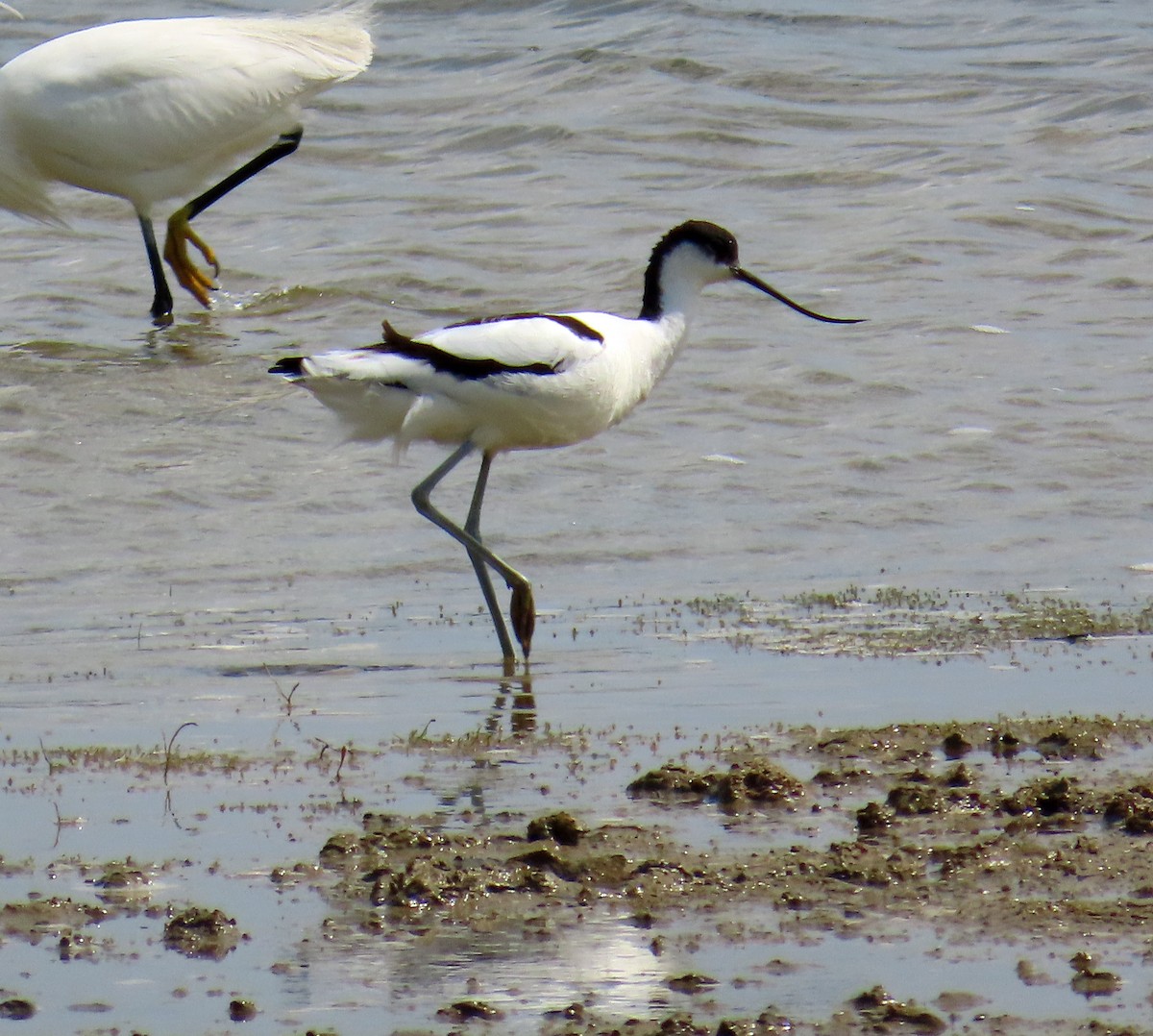 Pied Avocet - ML638546225