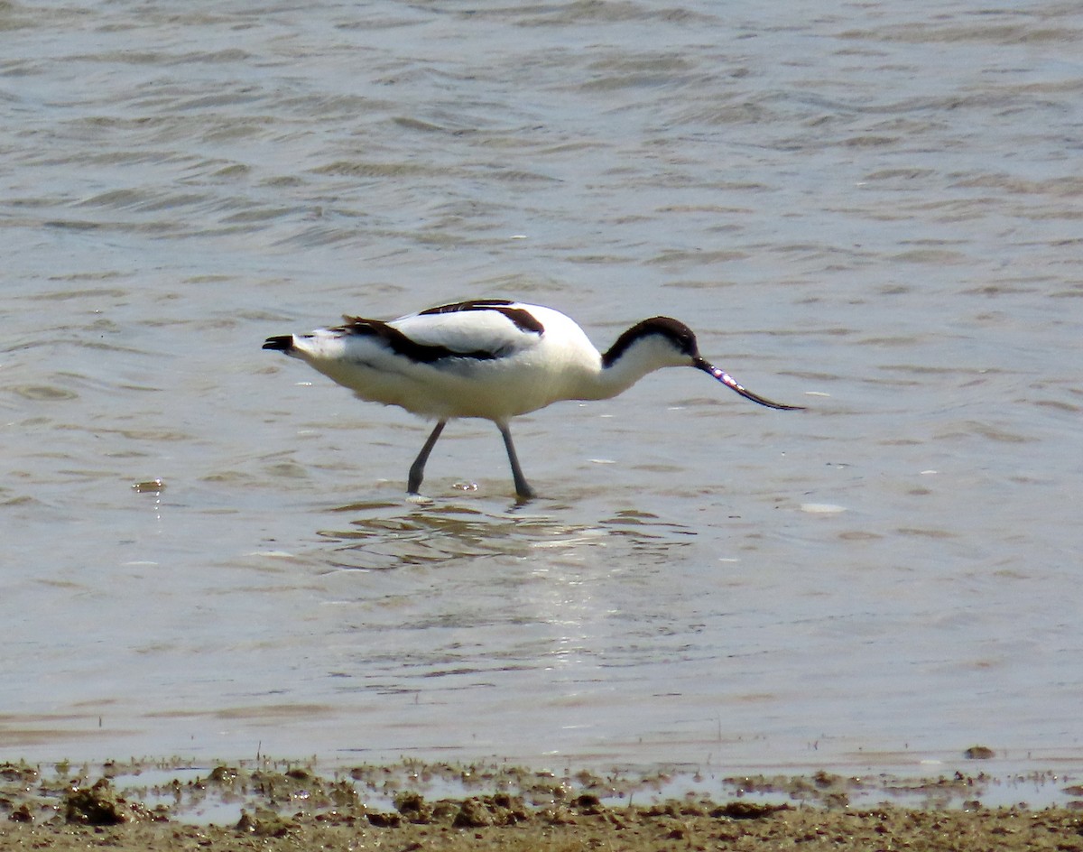 Pied Avocet - ML638546226