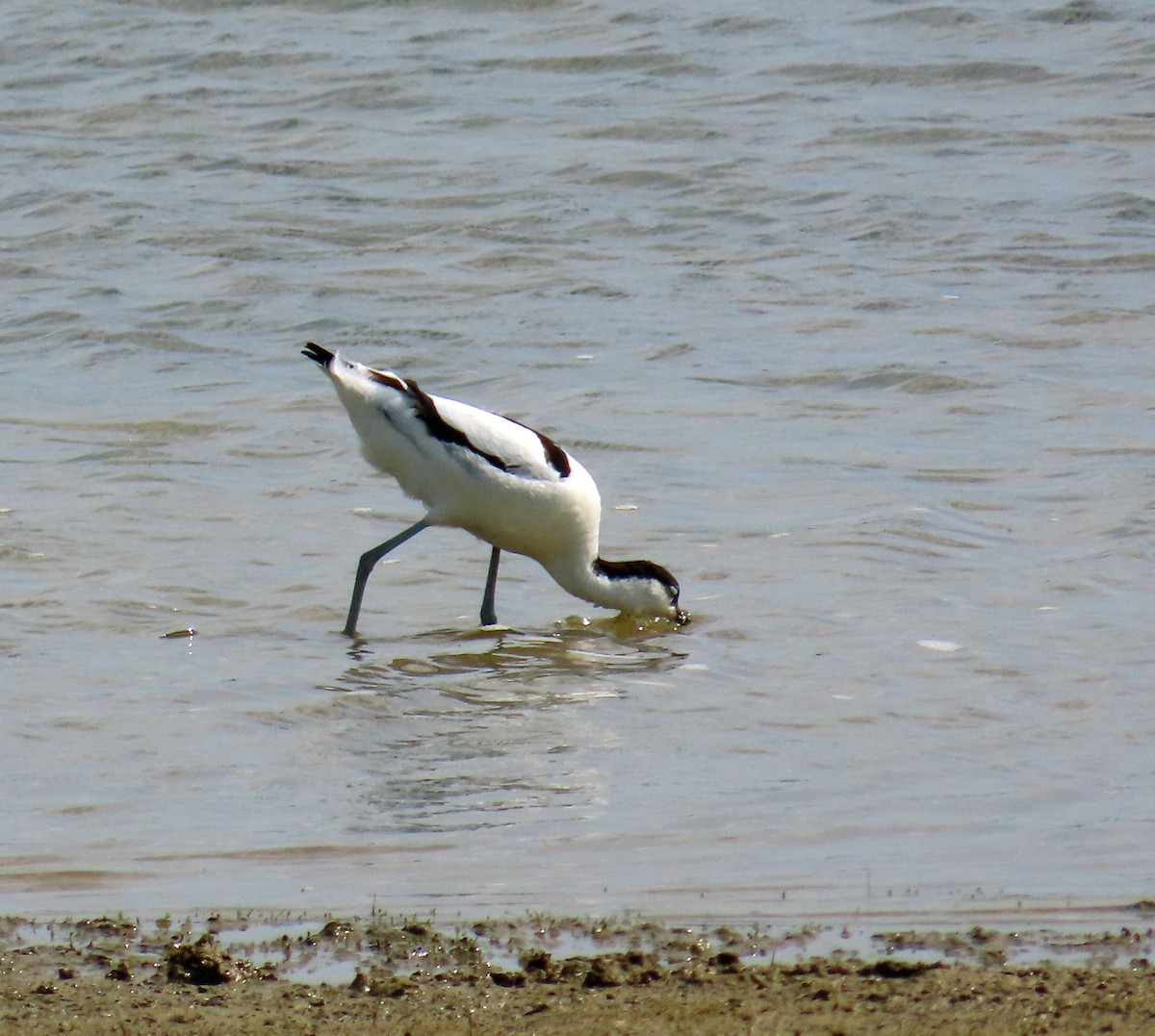 Pied Avocet - ML638546227