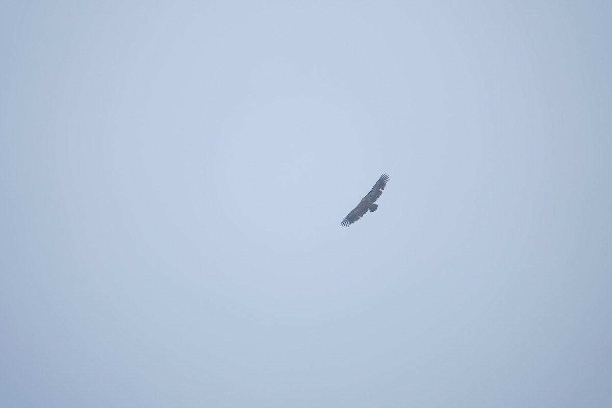 Eurasian Griffon - ML638546239