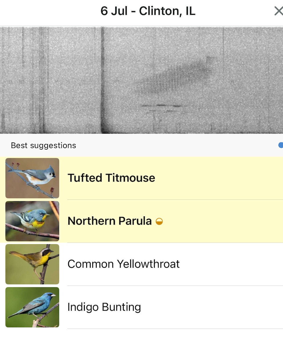 Northern Parula - ML638546272