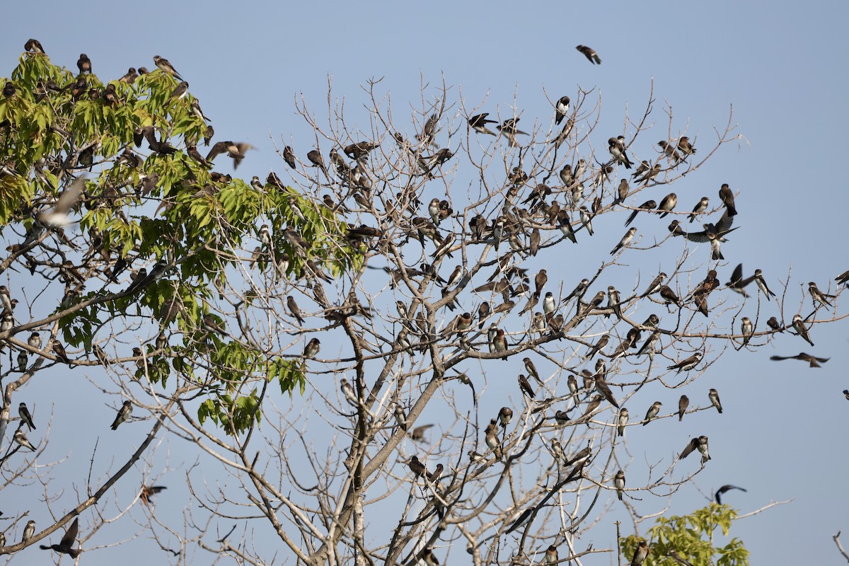 Bank Swallow - ML638546273