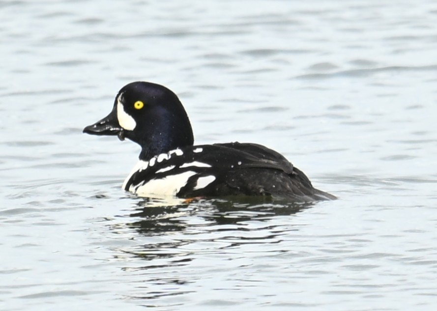 Barrow's Goldeneye - ML638546292