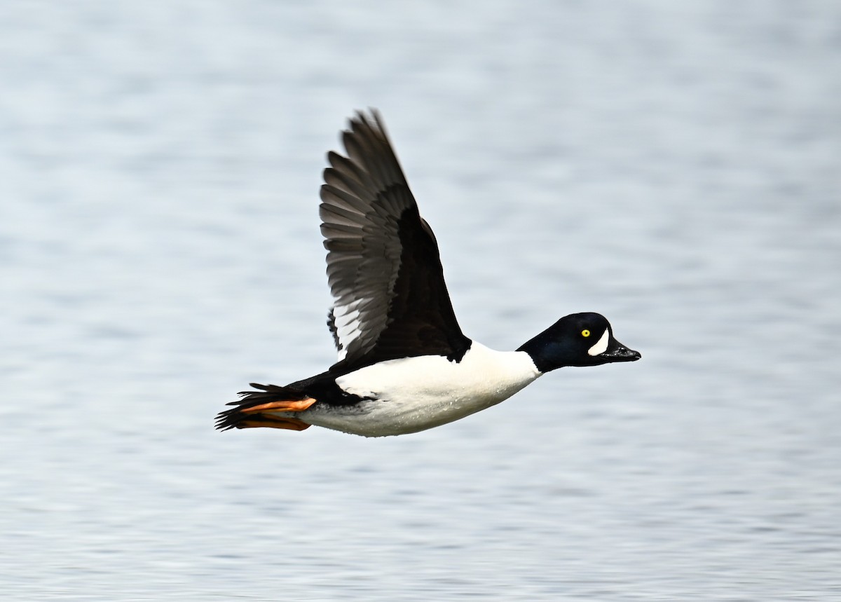 Barrow's Goldeneye - ML638546293