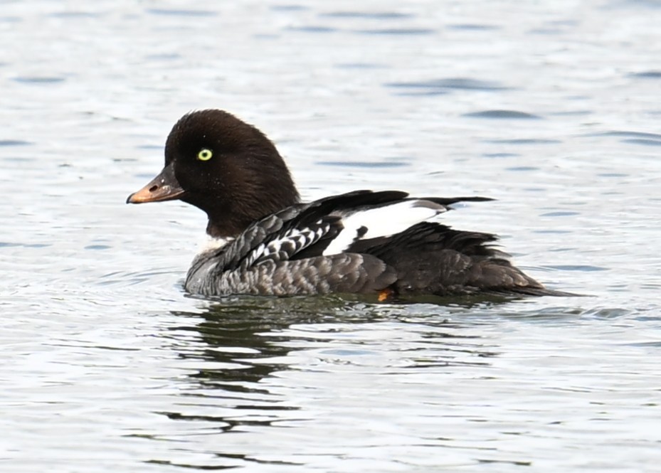 Barrow's Goldeneye - ML638546294