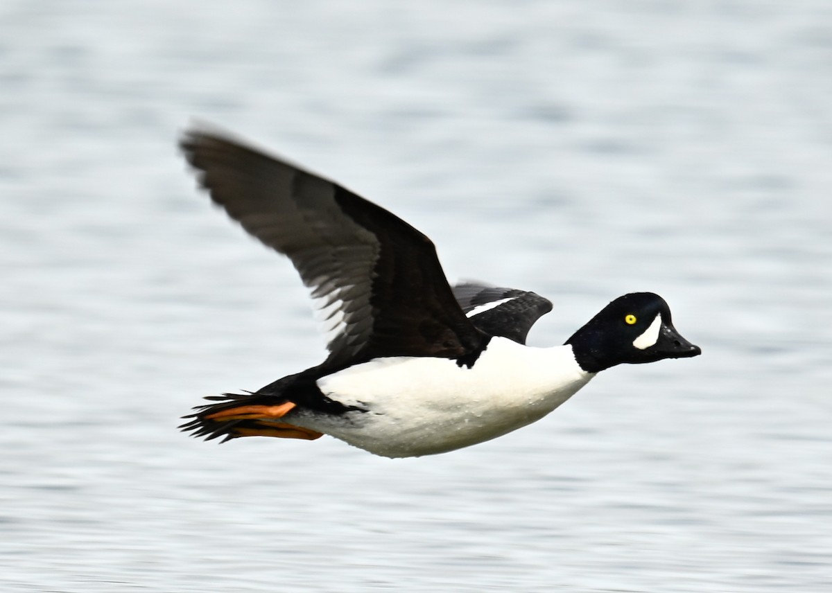 Barrow's Goldeneye - ML638546295