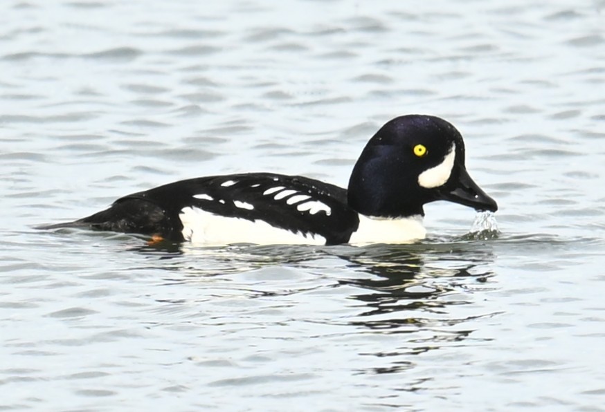 Barrow's Goldeneye - ML638546296