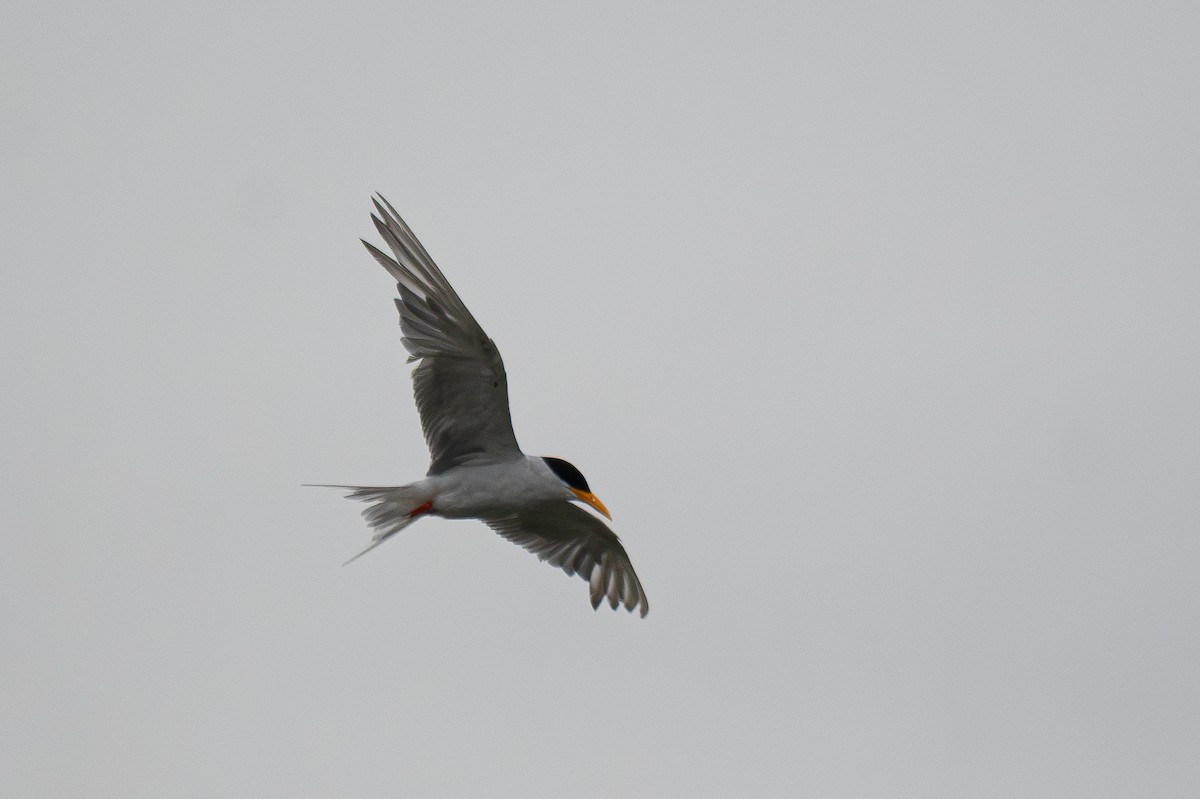 River Tern - ML638546297