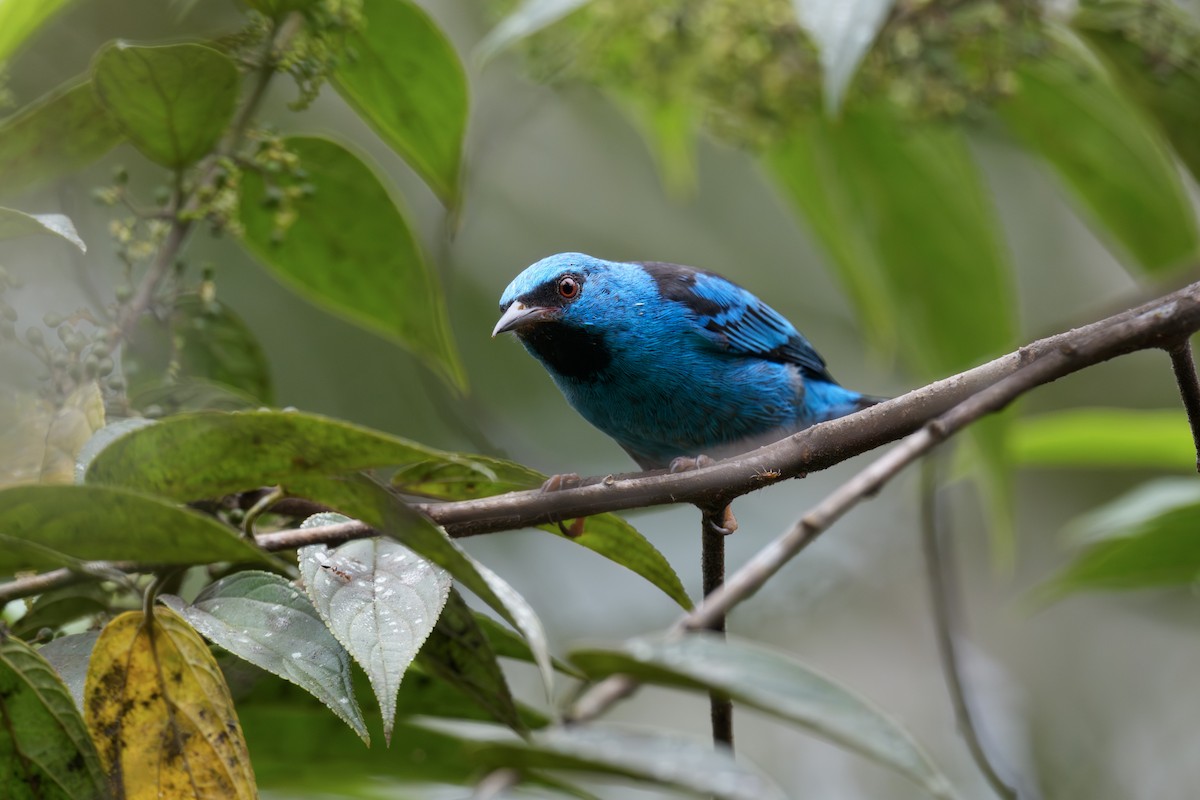 Blue Dacnis - ML638546343