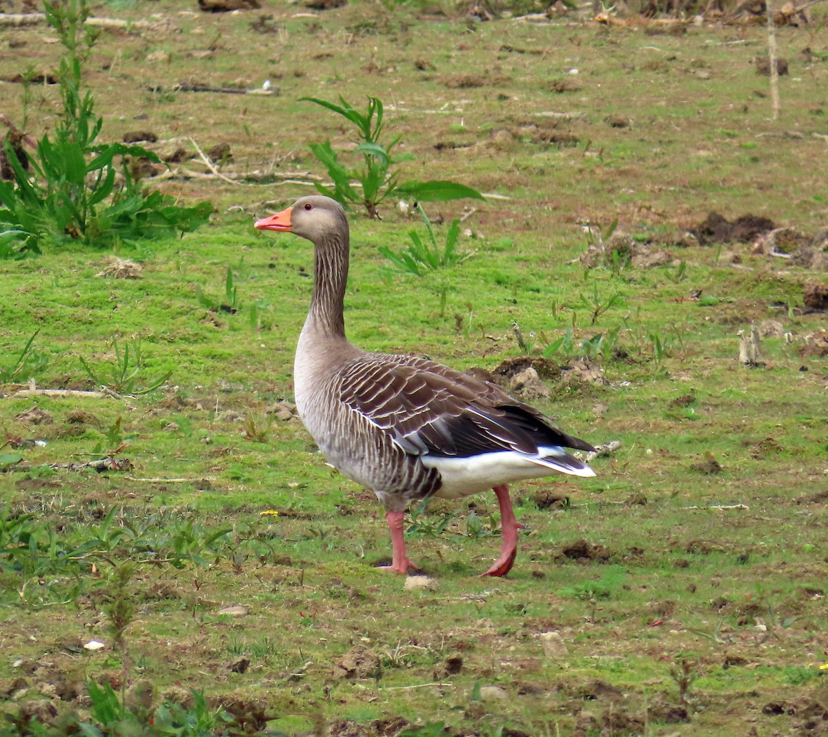 Graylag Goose - ML638546345