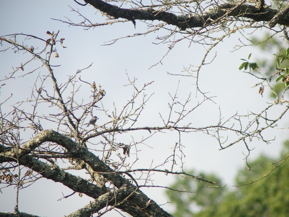 Carolina Chickadee - ML638546346