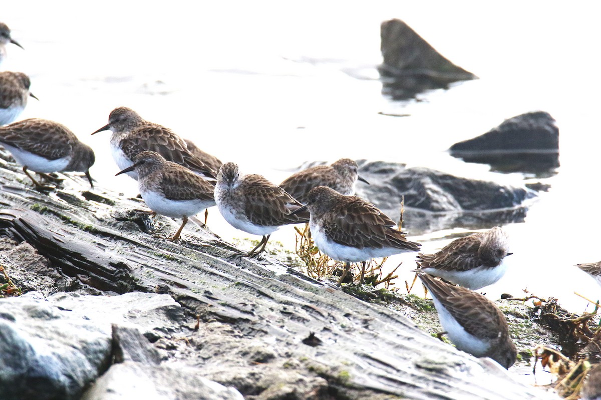 Least Sandpiper - ML638546347