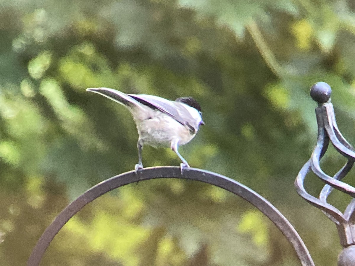 Carolina Chickadee - ML638546414
